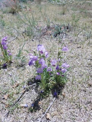 Penstemon jamesii