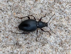 Otiorhynchus atroapterus