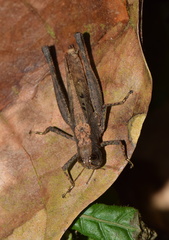 Maculiparia rotundata