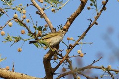 Phylloscopus bonelli