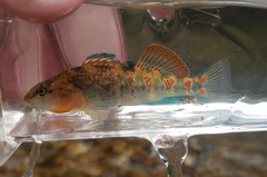 Etheostoma spectabile