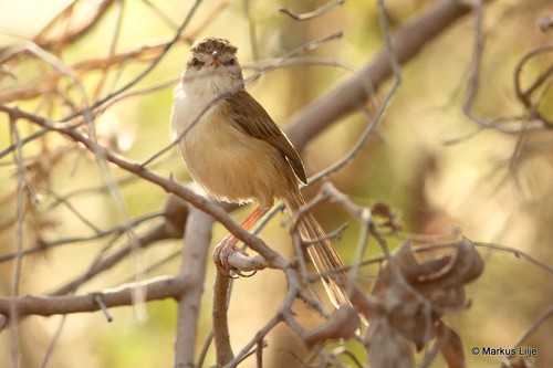 River Prinia (Prinia fluviatilis) · iNaturalist NZ