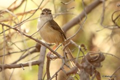 Prinia fluviatilis