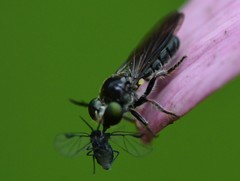 Cerotainia