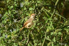 Cisticola ruficeps