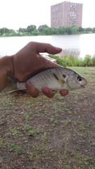 Leiostomus xanthurus