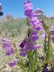 Penstemon jamesii