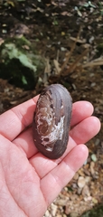 Unionoidea