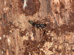 Pseudoponera
