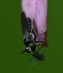 Cerotainia