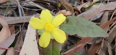 Hibbertia dentata