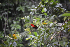 Ramphocelus nigrogularis