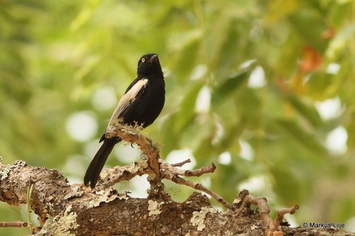 White-shouldered Black Tit