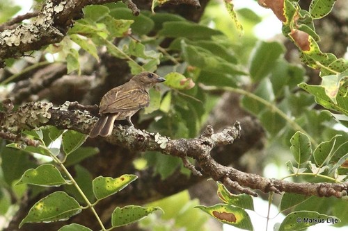 Willcocks's Honeyguide