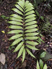 Zamia nana