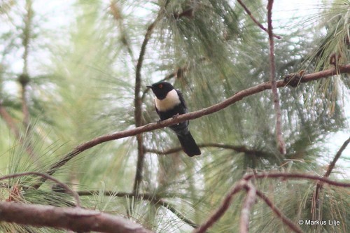 White-collared Starling