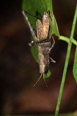 Maculiparia rotundata