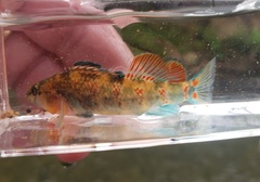 Etheostoma spectabile