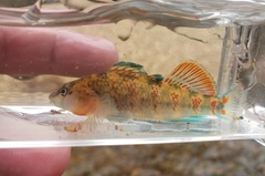 Etheostoma spectabile