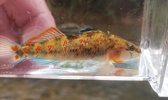 Etheostoma spectabile