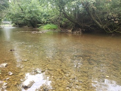 Etheostoma spectabile