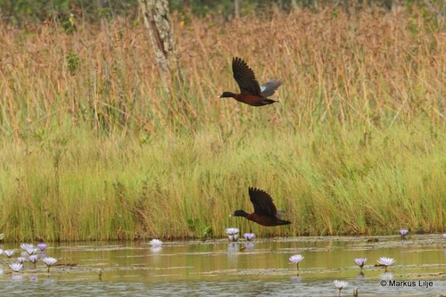 Hartlaub's Duck