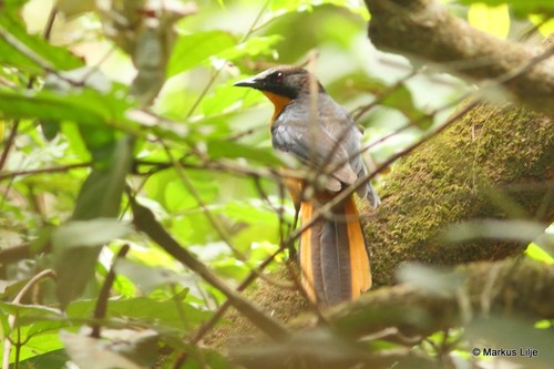 White-crowned Robin-Chat