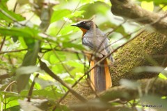 Cossypha albicapillus