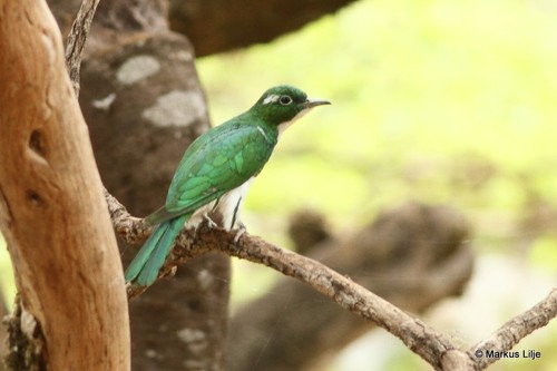 Klaas's Cuckoo