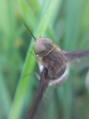 Exoprosopa rostrifera