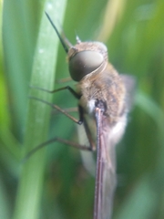 Exoprosopa rostrifera