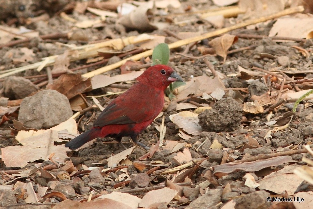 Black-bellied Firefinch
