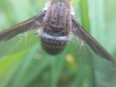 Exoprosopa rostrifera