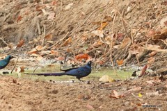 Lamprotornis caudatus
