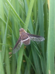 Exoprosopa rostrifera