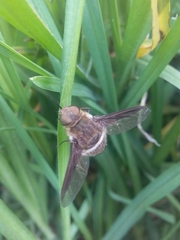 Exoprosopa rostrifera