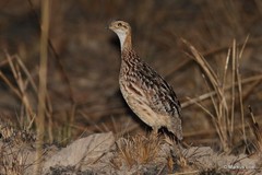 Campocolinus albogularis