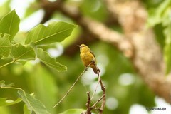 Anthoscopus parvulus