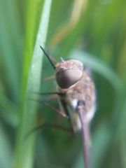 Exoprosopa rostrifera