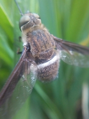 Exoprosopa rostrifera