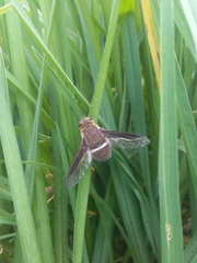 Exoprosopa rostrifera