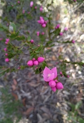 Boronia serrulata