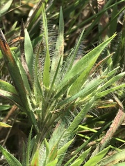 Dichanthelium praecocius