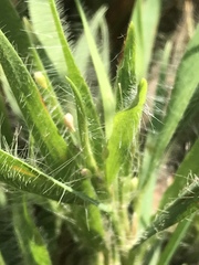 Dichanthelium praecocius