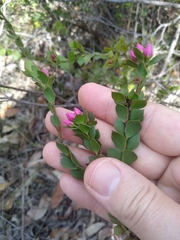 Boronia serrulata