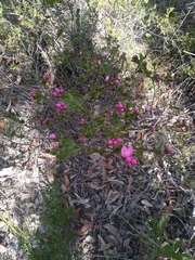 Boronia serrulata