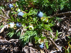 Vaccinium boreale