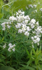 Pycnanthemum verticillatum