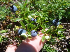 Vaccinium boreale