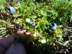 Vaccinium boreale